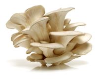 Oyster Mushroom