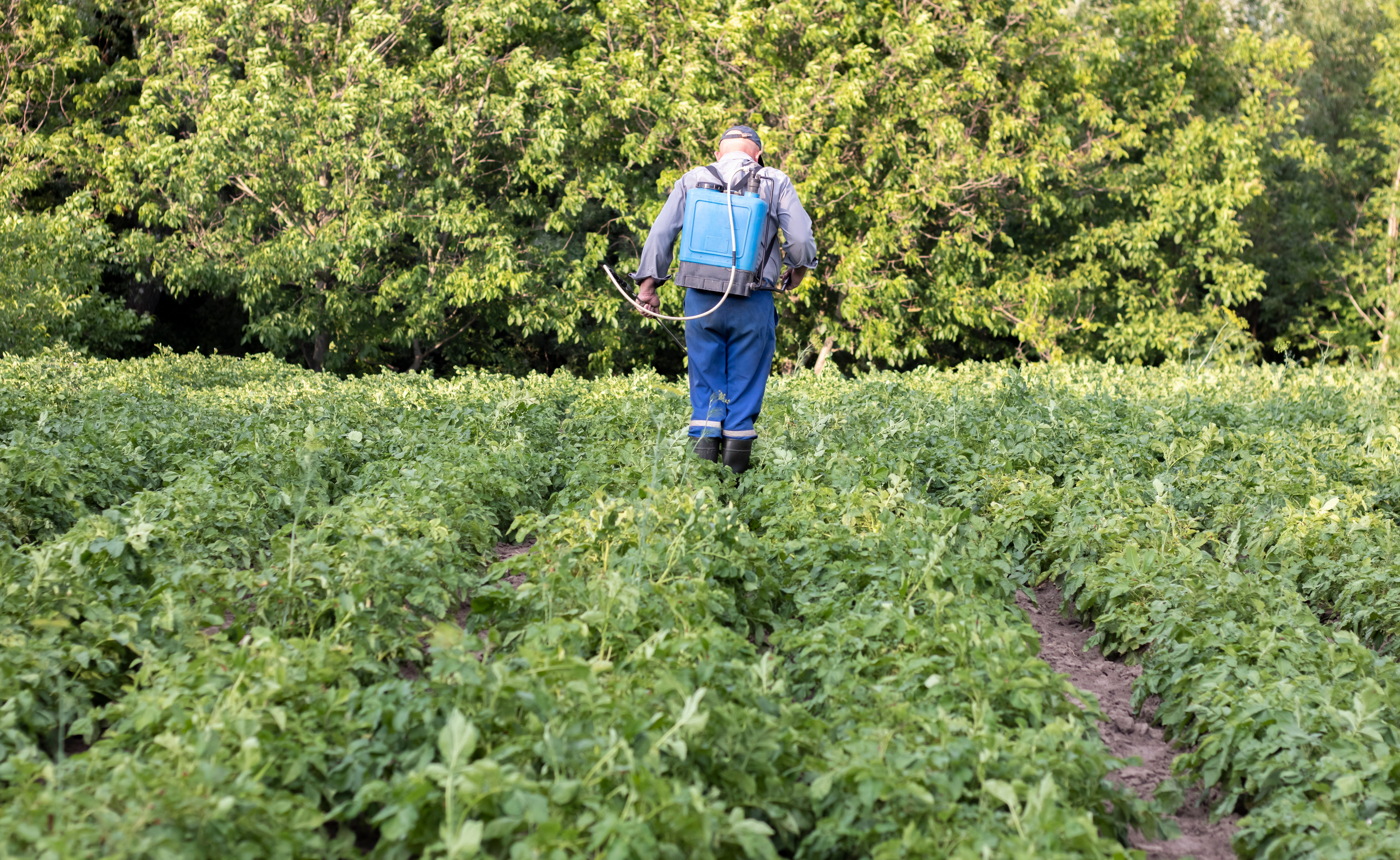 Spraying pesticide in field