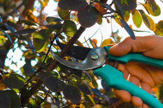 Tree Pruning