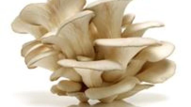 Oyster Mushroom