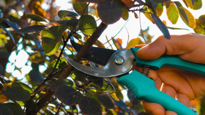 Tree Pruning