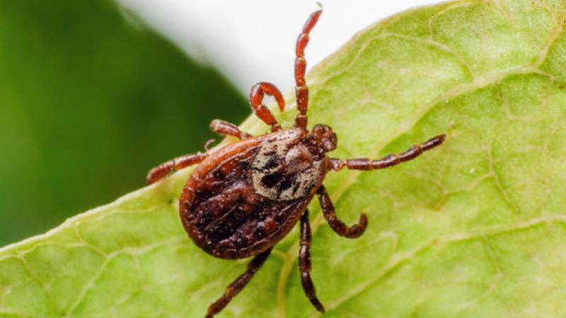 Tick
