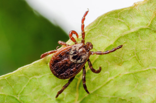 Tick